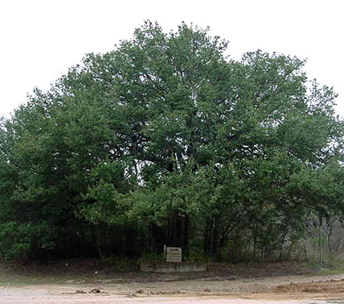 Choctaw Robinson Oak-recent